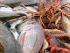 Useful fish in the preparation of typical Lavandou bouillabaisse